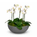 Phalaenopsis sesadba